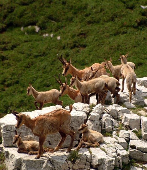 Camoscio d''Abruzzo Rupicapra pyrenaica ornata